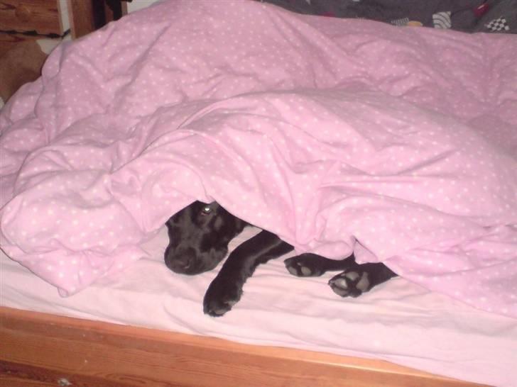 Labrador retriever Mille Jørgensen billede 14