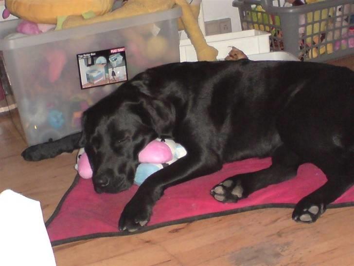 Labrador retriever Mille Jørgensen billede 15