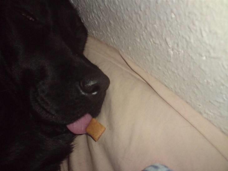 Labrador retriever Mille Jørgensen billede 16