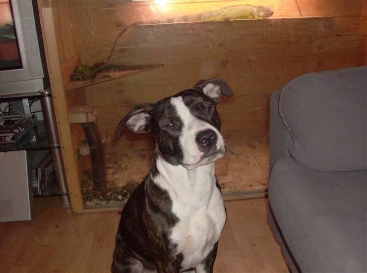 Amerikansk staffordshire terrier fear billede 3