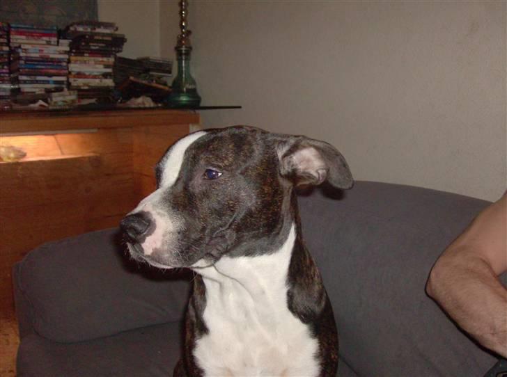 Amerikansk staffordshire terrier fear billede 4