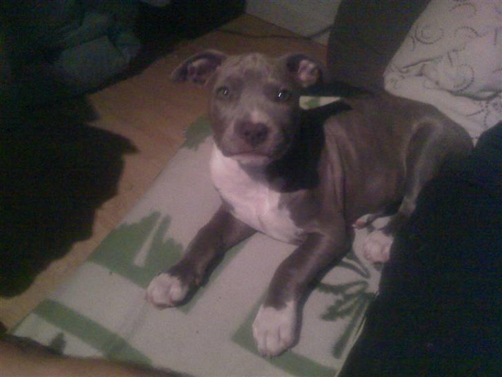 Amerikansk staffordshire terrier jessica billede 1