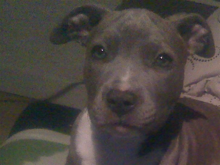 Amerikansk staffordshire terrier jessica billede 2