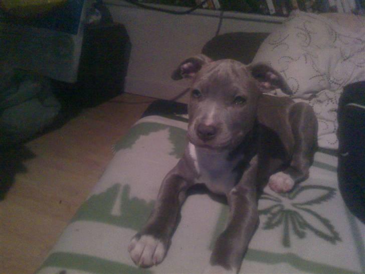 Amerikansk staffordshire terrier jessica billede 3