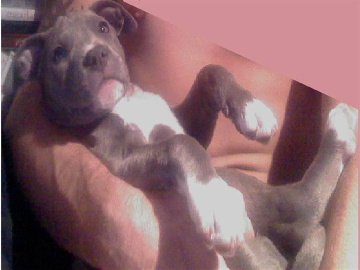 Amerikansk staffordshire terrier jessica billede 4