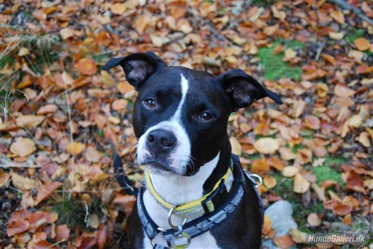 Amerikansk staffordshire terrier Oskar - jaa jeg kan godt posere hvis jeg vil ;) billede 20