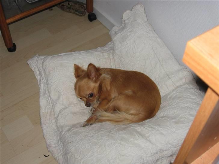 Chihuahua DKCH KLBCH Vuffelivov Saxo - KORS jeg er en træt hund! billede 11