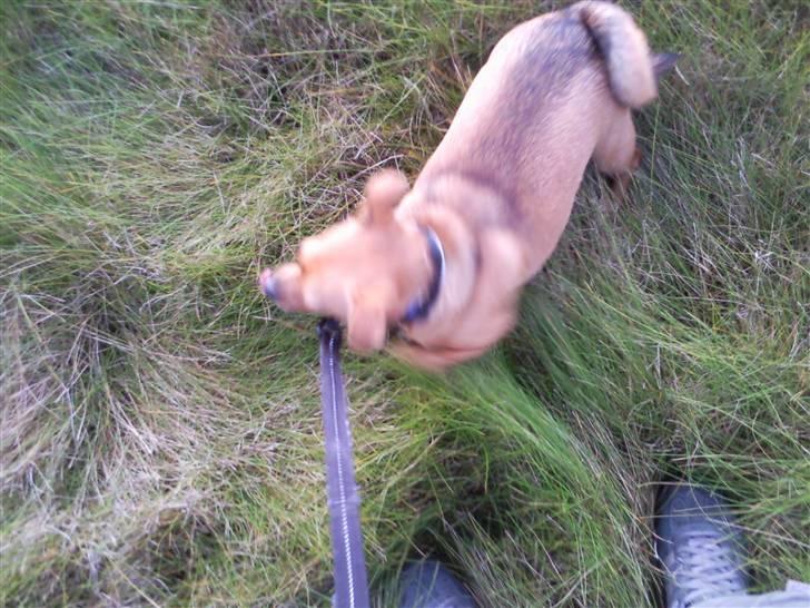 Blanding af racer 'Zanti'Solgt.SAVNER DIG.. billede 10