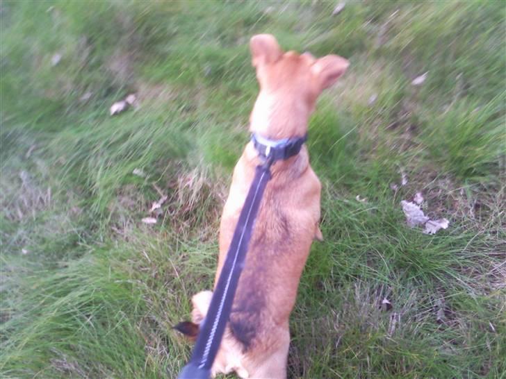 Blanding af racer 'Zanti'Solgt.SAVNER DIG.. billede 11