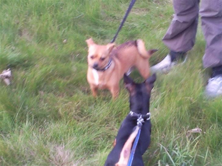 Blanding af racer 'Zanti'Solgt.SAVNER DIG.. billede 12