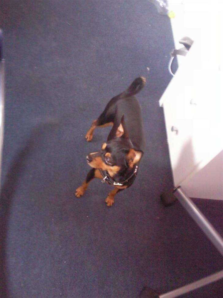 Dvaergpinscher Måns billede 10