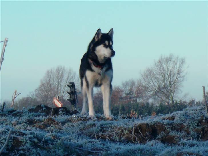 Alaskan malamute marla er taget i himlen:( billede 1