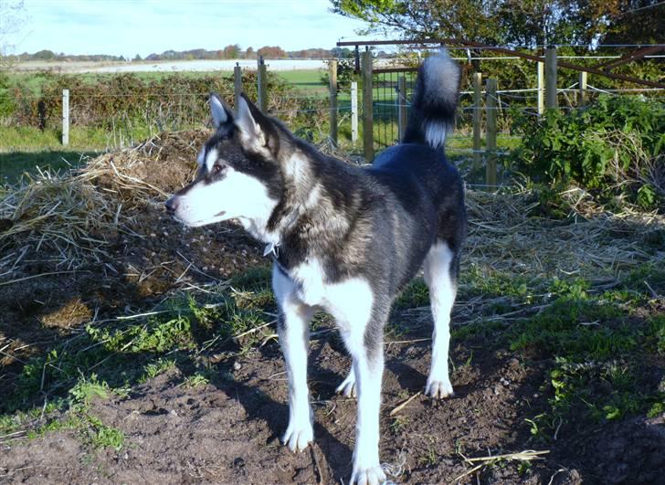 Alaskan malamute marla er taget i himlen:( billede 2