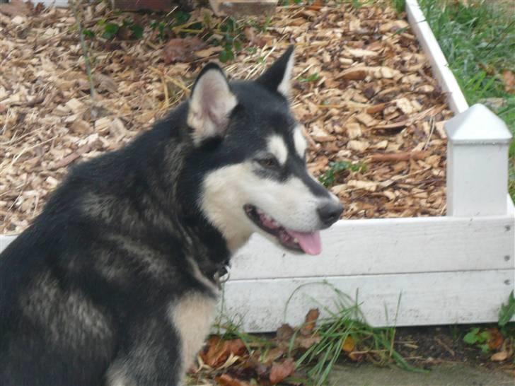 Alaskan malamute marla er taget i himlen:( billede 3