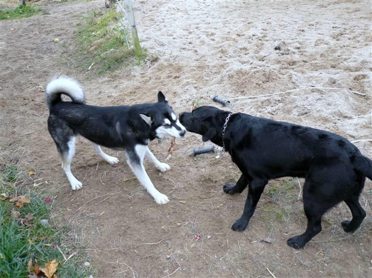 Alaskan malamute marla er taget i himlen:( billede 4