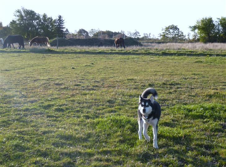 Alaskan malamute marla er taget i himlen:( billede 5