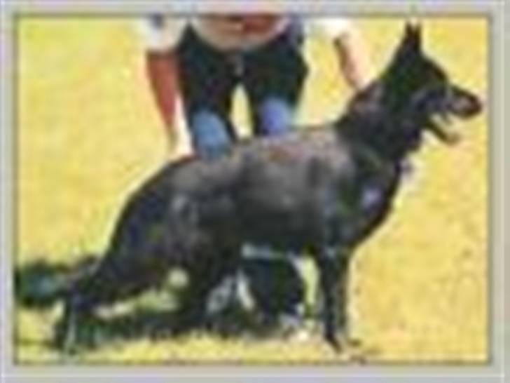 Schæferhund Sund hund Elliot (R.I.P.) - Elliot´s Mor Flicka Von Der Rabauken billede 7