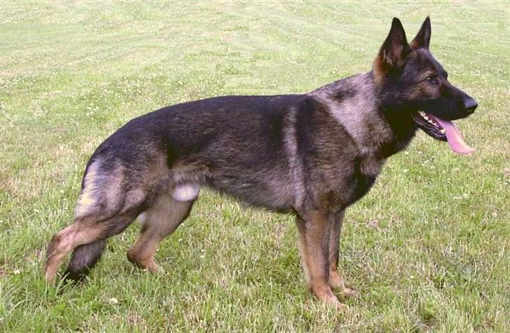 Schæferhund Sund hund Elliot (R.I.P.) - Elliot´s Far Satoris Santo billede 8