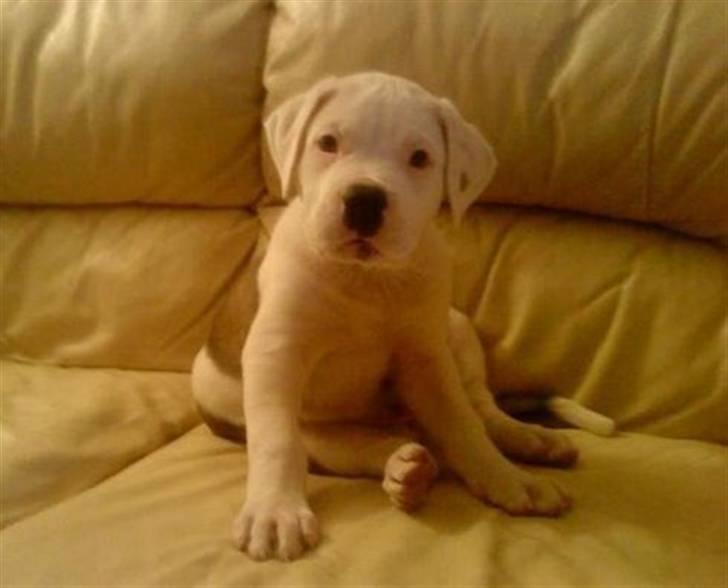 Blanding af racer Super Karla - Her er Super Karla....... Tag godt imod hende :-) billede 1