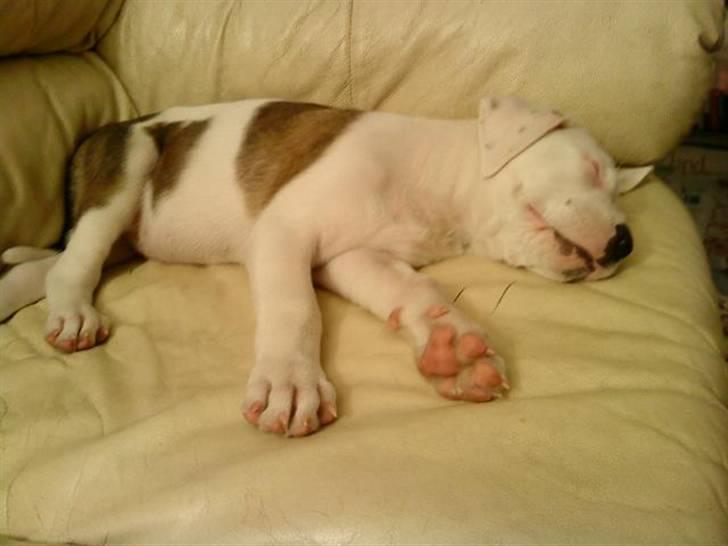 Blanding af racer Super Karla - Karla i dyb søvn..... så længe det varer ;-) billede 2