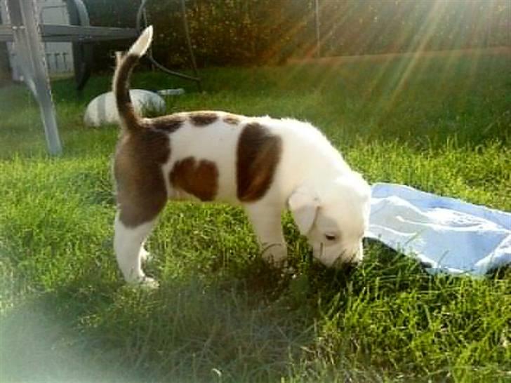 Blanding af racer Super Karla - Karla i solstrålen billede 3