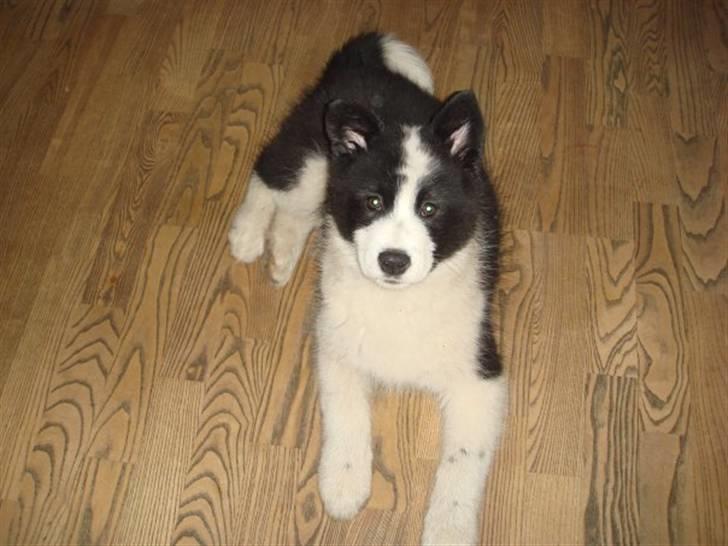 Karelsk bjørnehund Gizmo - En lille Gizmo billede 16