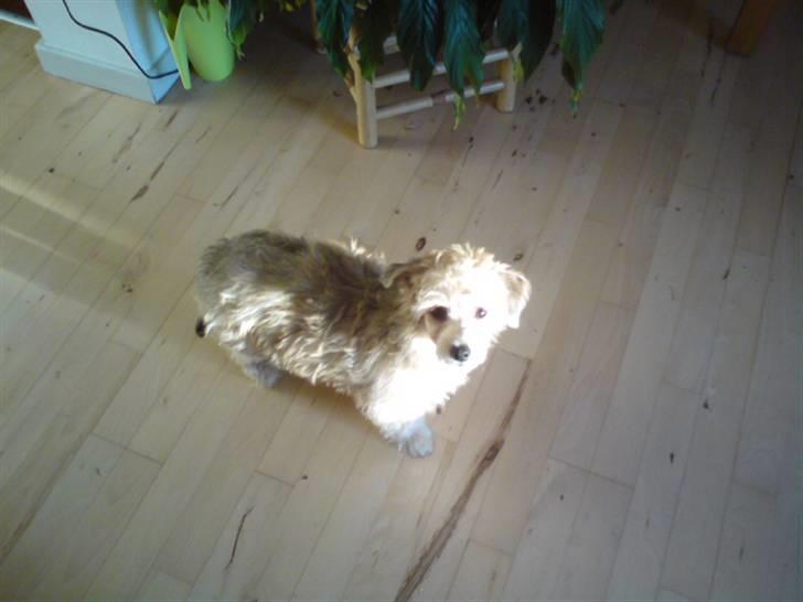 Chinese crested powder puff Bruno - jeg ankom til min familie d 19/9-09 billede 1