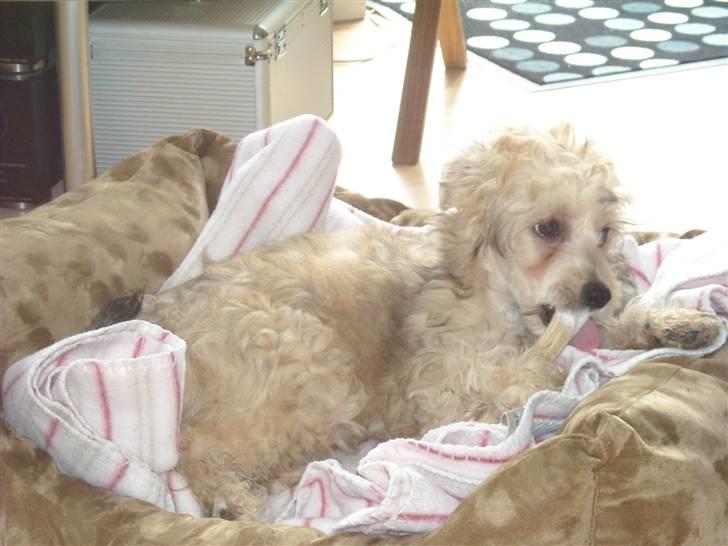 Chinese crested powder puff Bruno - min elskede kurv billede 2