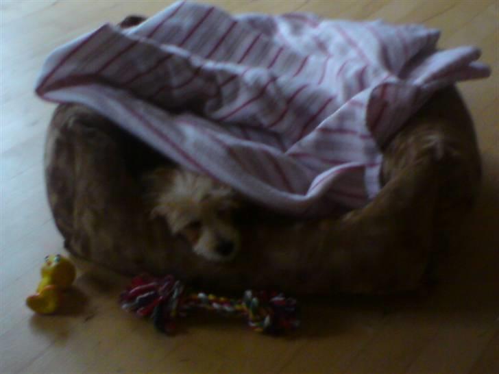 Chinese crested powder puff Bruno - elsker at putte i min kurv, og mit tæppe billede 4