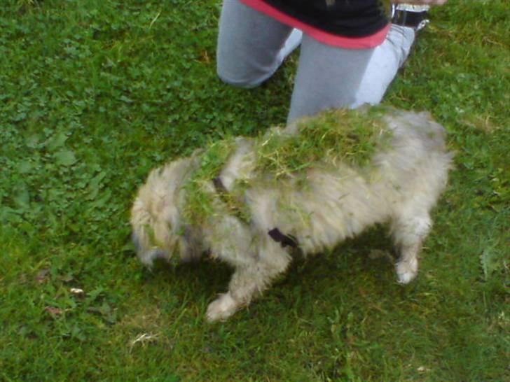 Chinese crested powder puff Bruno - leg i haven billede 5