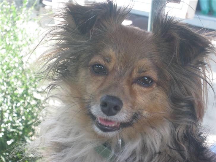 Blanding af racer Baloo billede 5