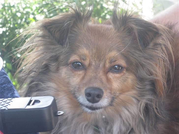 Blanding af racer Baloo billede 6