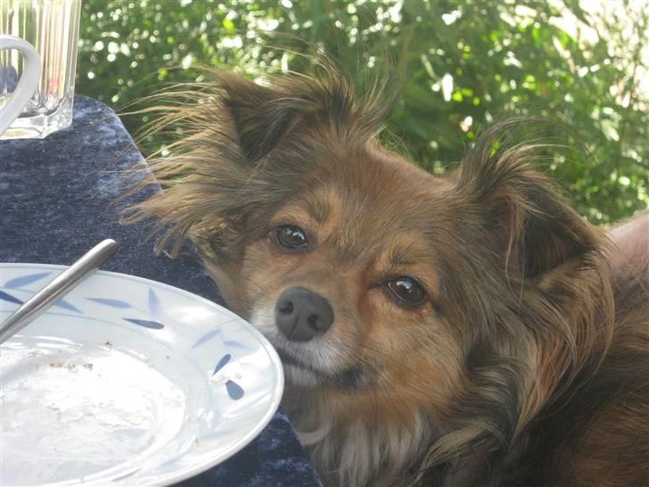 Blanding af racer Baloo billede 7