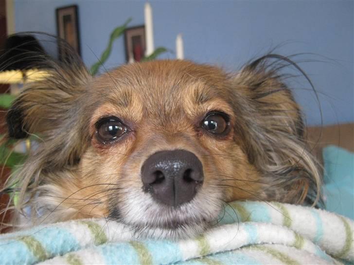 Blanding af racer Baloo billede 8