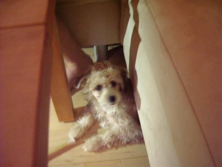 Chinese crested powder puff Bruno - et af mine gemme steder billede 6