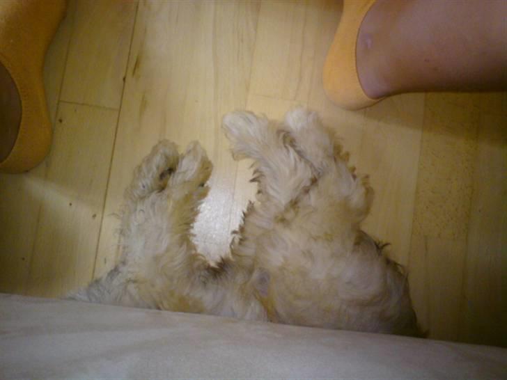 Chinese crested powder puff Bruno - tar lige en middagslur billede 7