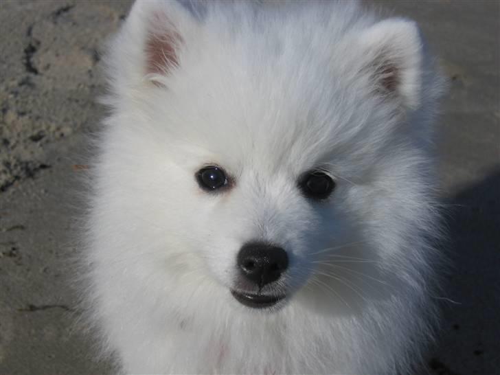 Japansk spids Bella-Lucca - Lucca løber altid helt op i hovedet på en når man vil tage billeder af hende. Her er vi på stranden  billede 1