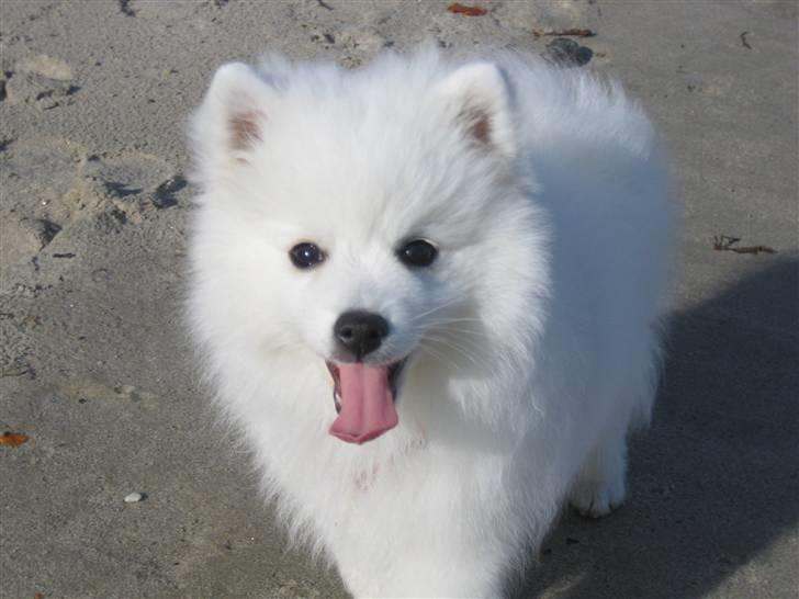 Japansk spids Bella-Lucca billede 2