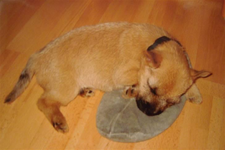 Cairn terrier Nala billede 18