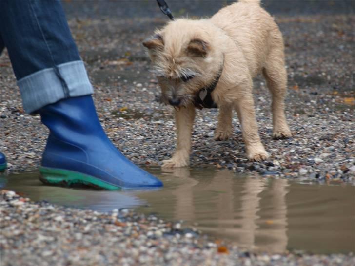 Cairn terrier Nala - Rimelig spændende vandpyt her.. billede 19