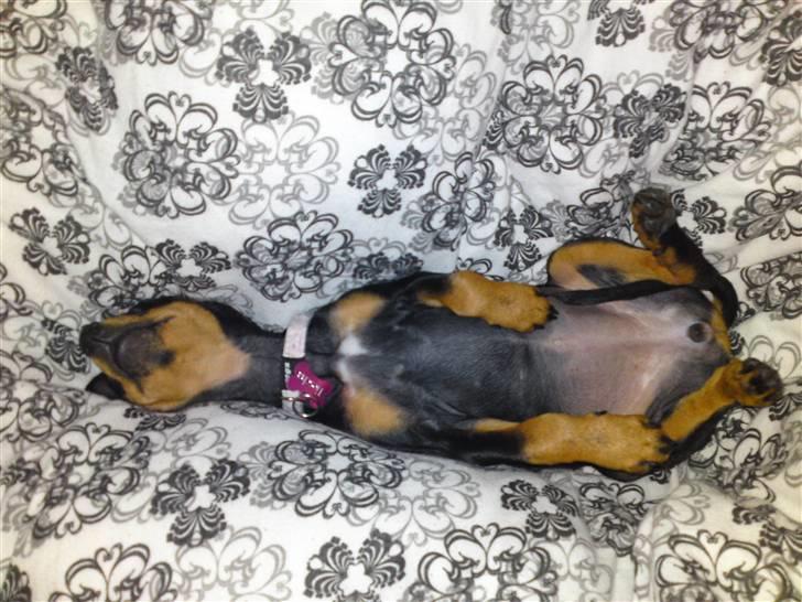 Engelsk toy terrier Tiescha billede 10