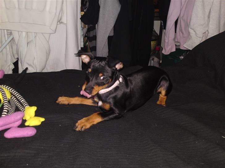 Engelsk toy terrier Tiescha billede 11