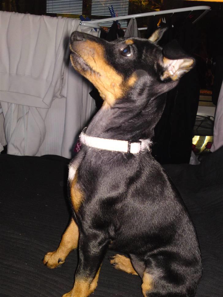 Engelsk toy terrier Tiescha billede 12