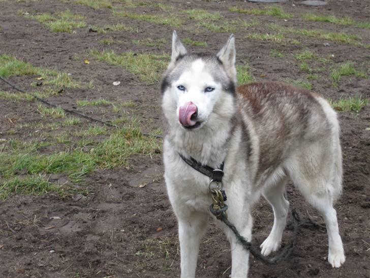 Siberian husky Chuchi (Knud<3) - Nyt billede, jeg tog med mit nye kamera. (:  billede 11