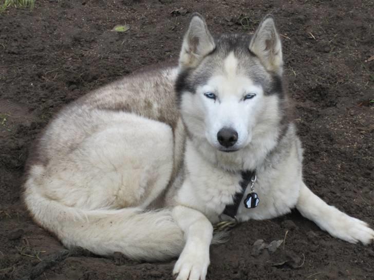 Siberian husky Chuchi (Knud<3) - Nurh. billede 12
