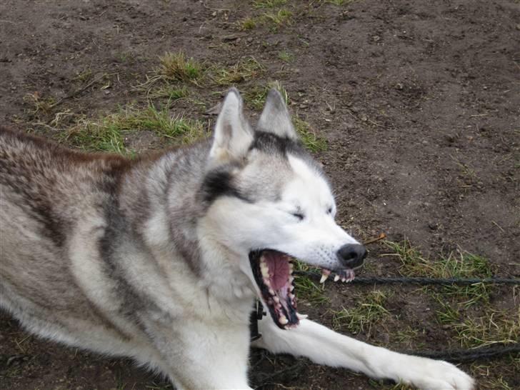Siberian husky Chuchi (Knud<3) - Okay? er du syg Chuchi?"! :D billede 13