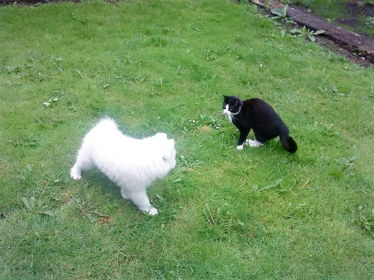 Samojedhund Dino R.I.P 15-01-2010 billede 5