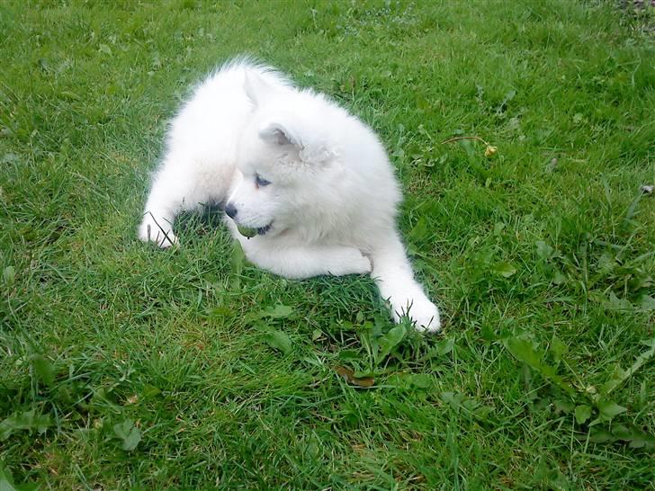 Samojedhund Dino R.I.P 15-01-2010 billede 6