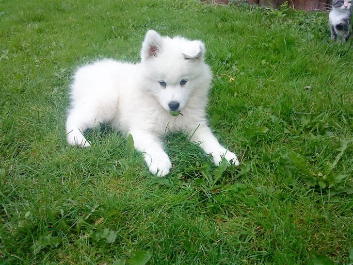 Samojedhund Dino R.I.P 15-01-2010 billede 7