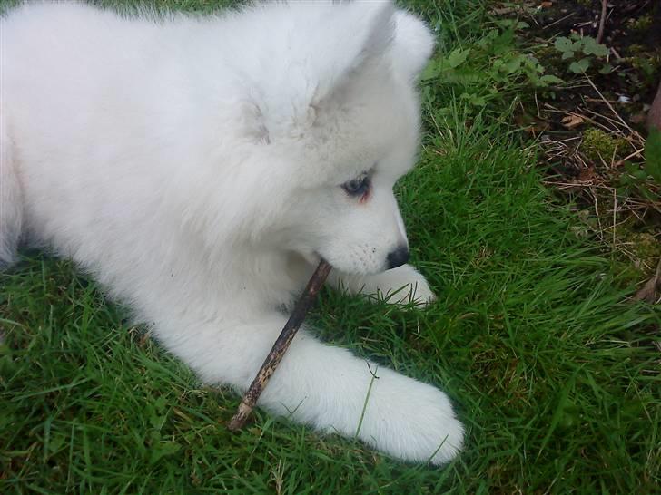 Samojedhund Dino R.I.P 15-01-2010 billede 8